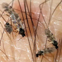 Con dĩn là con gì?