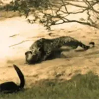 Video: Rái cá đang phơi nắng thì giật mình vì "bóng đen" lao ra tấn công, số phận của nó sẽ ra sao?