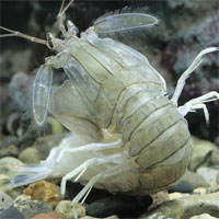 Vì sao quân đội Mỹ đổ tiền nghiên cứu con bề bề?