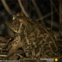 Video: Xót xa cho chú cóc siêu đen đủi, tránh được rắn hổ mang thì đụng ngay ếch lớn