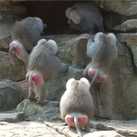 Video: Khỉ đầu chó một mình chống cả đàn khỉ đực nhưng vẫn khiến kẻ thù chùn bước