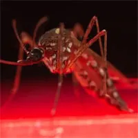 Australia phát minh phương pháp tiêu diệt muỗi vằn đột phá