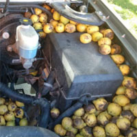 Sóc giấu 158kg quả trong xe, biến ô tô thành kho chứa đồ di động