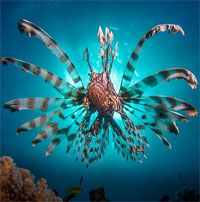 Sát thủ kịch độc che đậy bằng vẻ ngoài bắt mắt sống ở vùng biển sâu