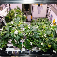 Ớt trổ hoa kết trái trên Trạm Vũ trụ Quốc tế ISS