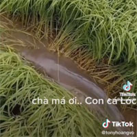 Video: Đi thăm đồng, anh nông dân sốc trước danh tính con vật phá nát ruộng lúa