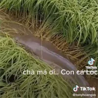 Video: Đi thăm đồng, anh nông dân sốc trước danh tính con vật phá nát ruộng lúa