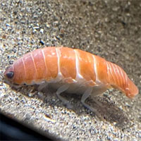 Loài ký sinh trùng kỳ lạ có ngoại hình giống hệt miếng sushi