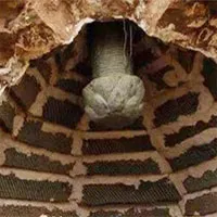 Chuyên gia mạo hiểm khám phá mộ cổ nghìn năm được 1 "quái thú" canh giữ, không ai dám vào