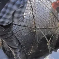 Video: Đào hố băng, kéo lồng lên, bên trong là một trong những loại hải sản đắt nhất thế giới