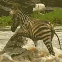 Video: Ngựa vằn sống sót kỳ diệu trước nước lũ và cá sấu khổng lồ