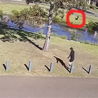 Con chim hung dữ đuổi theo 