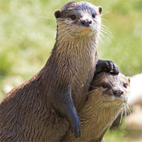 Nhóm chuyên gia truy tìm đàn rái cá chuyên tấn công người