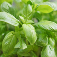 Phát hiện hợp chất ngăn bệnh Alzheimer trong cây húng tây