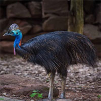 Loài chim nguy hiểm nhất thế giới đã được thuần hóa từ 18.000 năm trước