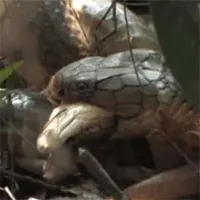 Video: Tiếng động trong bụi rậm và cảnh hổ mang chúa chết tức tưởi với khuôn mặt kinh hoàng