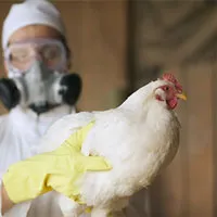 Xuất hiện dịch cúm gia cầm mới với tỷ lệ tử vong là 50%