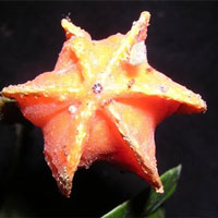 Loại trái cây bí ẩn giữa rừng Amazon: Nhìn giống khế, ăn thơm ngọt mà suốt 50 năm không ai biết là quả gì