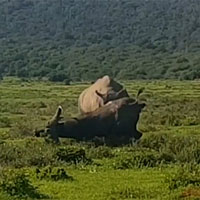 Tê giác húc trâu nặng một tấn lộn nhào