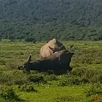 Tê giác húc trâu nặng một tấn lộn nhào