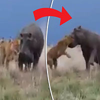 Hà mã ngoạm đầu sư tử và quật mạnh xuống đất vì bị gây sự