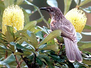 Úc: một trận “mưa chim” bí hiểm