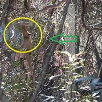 Con rắn trèo lên hàng rào khi bị kẻ thù truy sát, kết cục cuộc chiến sinh tử sẽ ra sao?