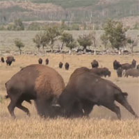 Kinh hãi với màn 