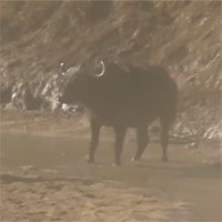 Sư tử choáng váng trước màn cứu bạn 