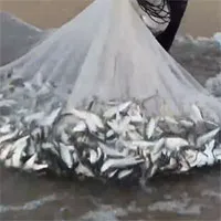 Video: Đứng ngay trên bờ quăng một mẻ lưới, người ngư phủ đã kéo lên một lưới tươi ngon, đầy ắp