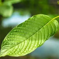 Tại sao "heroin mới" kratom gây quan ngại?