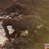 Video: Báo hoa mai vớ được món hời khi phát hiện một vũng nước đầy cá