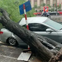 Hà Nội: Bão số 7 gây mưa lớn cả ngày, nhiều cây xanh bật gốc, đè bẹp "xế hộp" Camry