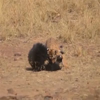 Hổ và gấu bất phân thắng bại trong trận chiến sinh tử