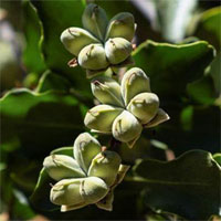 Loài cây ở Chile dấy lên hy vọng về vaccine Covid-19 mới