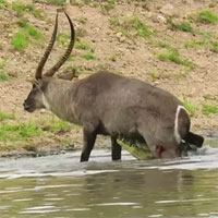 Video: Bị cá sấu bắt, linh dương Waterbuck vẫn thoát chết ngoạn mục
