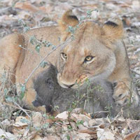 Video: Bầy sư tử xâu xé khỉ đầu chó, chỉ vài giây đã 