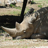 Tê giác trắng già nhất thế giới vừa qua đời