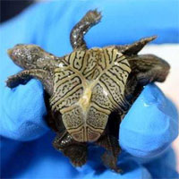 Phát hiện rùa kim cương hai đầu hiếm gặp tại Mỹ