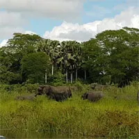 Đang uống nước chú voi bỗng dưng la hét ầm ĩ, nhìn kỹ ai cũng hãi hùng với con "quái vật" đang cắn nó