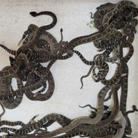 Người phụ nữ sợ hãi khi phát hiện ổ rắn đuôi chuông kịch độc dưới sàn nhà