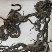 Người phụ nữ sợ hãi khi phát hiện ổ rắn đuôi chuông kịch độc dưới sàn nhà