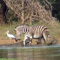 Bị cá sấu cắn gãy chân, ngựa vằn làm nên điều không tưởng