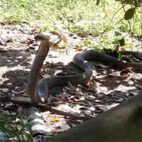 Video: Chó nhà tử chiến rắn hổ mang chúa trên đường mòn và cái kết