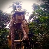 Hãi hùng cảnh máy xúc bắt được con trăn 