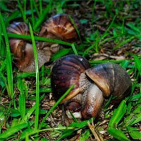 Mỹ mất tới 10 năm để tiêu diệt loài ốc sên khổng lồ châu Phi gặm nhấm nhà cửa