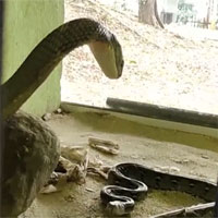 Nhốt trăn vua vào chuồng hổ mang chúa: Biết con mồi trước sau cũng chết nên hổ mang có 