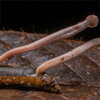 Thuốc từ nấm Himalaya diệt tế bào ung thư mạnh gấp 40 lần, ít hại hơn hóa trị