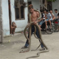 Dị nhân liều mạng đùa nghịch với 2 con rắn hổ mang chúa