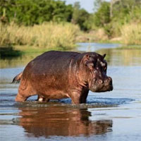 Vì sao loài hà mã lại thích sống dưới nước?